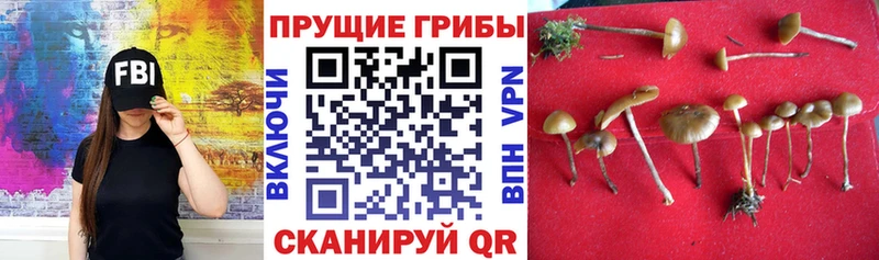 Псилоцибиновые грибы GOLDEN TEACHER  Купить где  Зуевка 